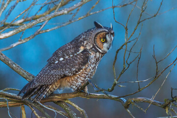 USA, Washington State. Skagit Valley, long-eared owl, watching for a possible meal