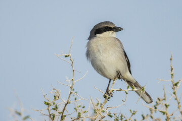 Loggerhead shrike, spring territorial lookout, southwest Oregon, USA