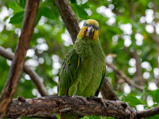 Close-up of a medium sized yellow-headed Amazon parrot.