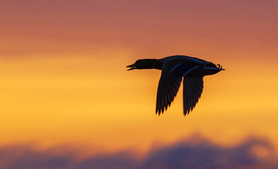 Fototapeta premium USA, Washington State. Nisqually National Wildlife Refuge, mallard drake, sunset flight