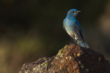 Color stock image of Mountain bluebird