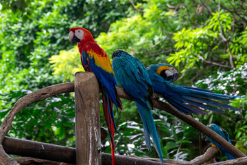 A group of scarlet and blue-and-yellow macaws at a bird sanctuary in Cartagena, Colombia.