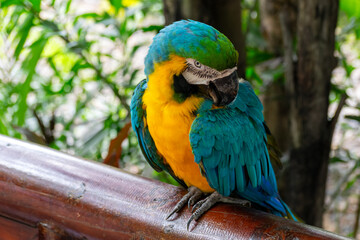 A male macaw parrot sits on a branch.