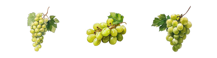 Collection of PNG. Watercolor painting of A Cluster of Green Grapes with Leaf, isolated on a transparency background.