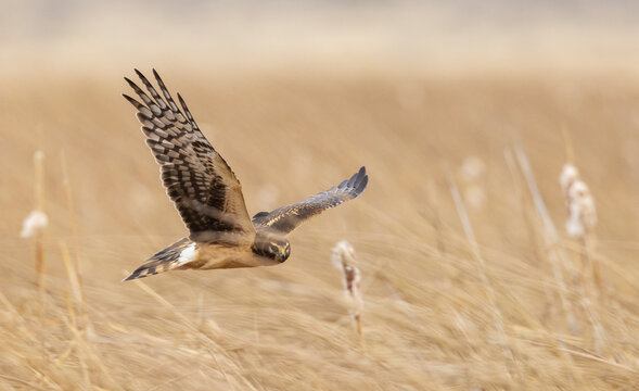 Color stock image of Northern harrier (female)
