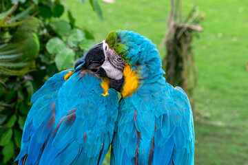 A male macaw parrot sits on a branch and grooms another parrot.
