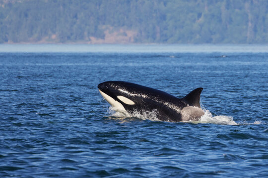 USA, Washington State. San Juan Island, Salish Sea, Puget Sound, orca surfacing
