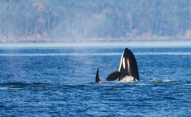 Fototapeta premium Color stock image of Orca spyhopping