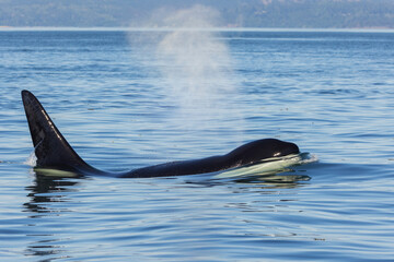 Obraz premium Color stock image of Orca whale surfacing