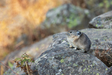 Color stock image of Pika, camouflage