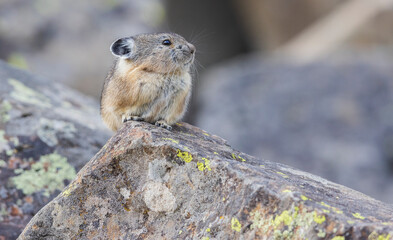 Color stock image of Pika, rocky home