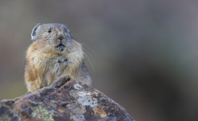 Color stock image of Pika, stare down