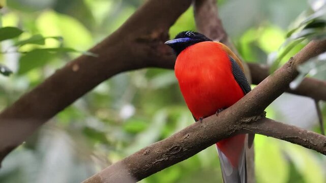 Nature wildlife of Scarlet-rumped trogon (Harpactes duvaucelii) perching on tree branches