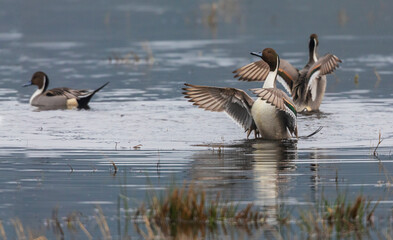 Northern pintail ducks, spring migration stop, USA, Washington State