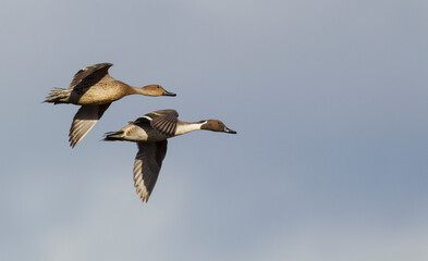 Northern pintail ducks, spring migration, USA, Washington State