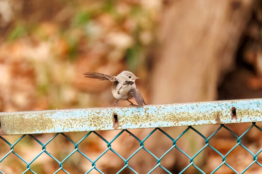 羽ばたき飛び出す、尻尾が可愛いニシオジロビタキ（ヒタキ科）
英名学名：Red-breasted flycatcher (Ficedula parva)
東京都大田区、多摩川台公園 2025年
