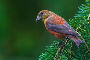 Red crossbill foraging during migration stop, Washington State, USA