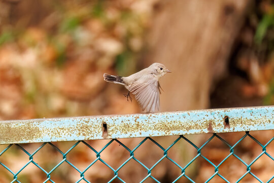 羽ばたき飛び出す、尻尾が可愛いニシオジロビタキ（ヒタキ科）
英名学名：Red-breasted flycatcher (Ficedula parva)
東京都大田区、多摩川台公園 2025年
