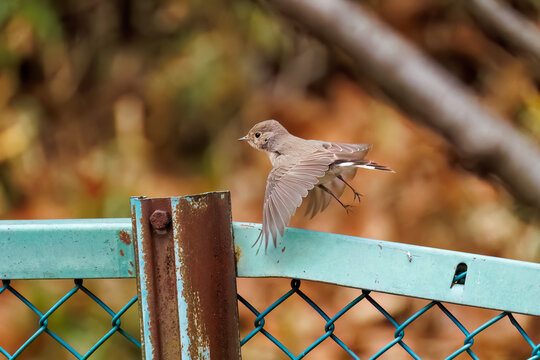 羽ばたき飛び出す、尻尾が可愛いニシオジロビタキ（ヒタキ科）
英名学名：Red-breasted flycatcher (Ficedula parva)
東京都大田区、多摩川台公園 2025年

