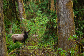 Roosevelt bull elk, Pacific Northwest rainforest