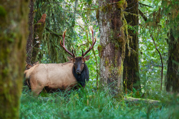 Roosevelt bull elk, Pacific Northwest rainforest
