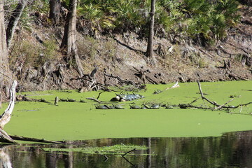 turtles in the sinkhole