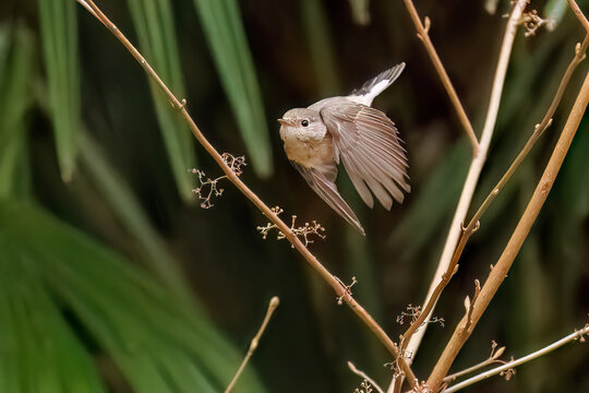 羽ばたき飛び出す、尻尾が可愛いニシオジロビタキ（ヒタキ科）
英名学名：Red-breasted flycatcher (Ficedula parva)
東京都大田区、多摩川台公園 2025年
