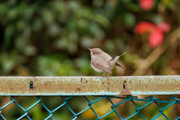 突き出した尻尾が可愛いニシオジロビタキ（ヒタキ科）
英名学名：Red-breasted flycatcher (Ficedula parva)
東京都大田区、多摩川台公園 2025年
