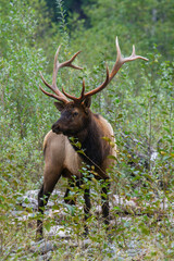 Roosevelt bull elk, Pacific Northwest rainforest