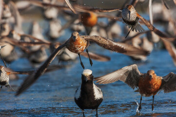 Color stock image of Red knot alighting
