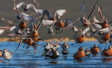Black-bellied plovers, alighting red knots, dunlin