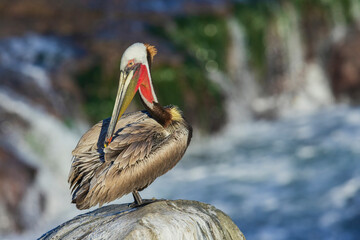 Color stock image of Brown pelican, preening session