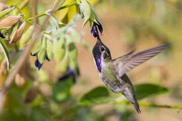 USA, Southern California, Poway, Costa's hummingbird foraging