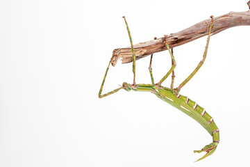 Green stick insect (Diaoherodes gigantic) with white background.