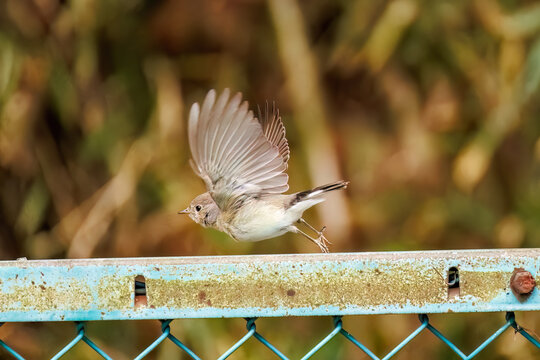 羽ばたき飛び出す、尻尾が可愛いニシオジロビタキ（ヒタキ科）
英名学名：Red-breasted flycatcher (Ficedula parva)
東京都大田区、多摩川台公園 2025年
