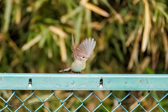 羽ばたき飛び出す、尻尾が可愛いニシオジロビタキ（ヒタキ科）
英名学名：Red-breasted flycatcher (Ficedula parva)
東京都大田区、多摩川台公園 2025年
