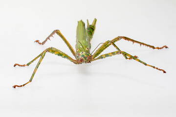 Green stick insect (Diaoherodes gigantic) with white background.