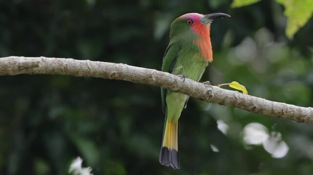 Nature wildlife bird of Red-bearded Bee-eater bird on branch