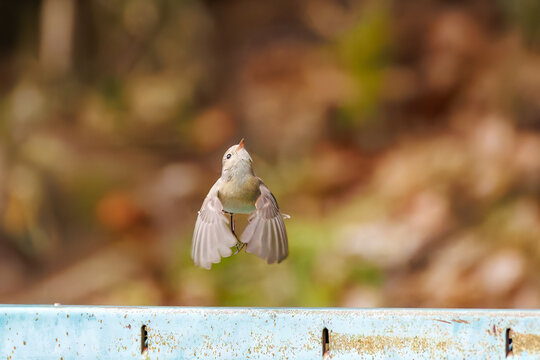 羽ばたき飛び出す、尻尾が可愛いニシオジロビタキ（ヒタキ科）
英名学名：Red-breasted flycatcher (Ficedula parva)
東京都大田区、多摩川台公園 2025年
