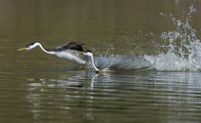 Western grebes rushing display, Southern California, USA
