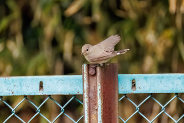 羽ばたき飛び出す、尻尾が可愛いニシオジロビタキ（ヒタキ科）
英名学名：Red-breasted flycatcher (Ficedula parva)
東京都大田区、多摩川台公園 2025年
