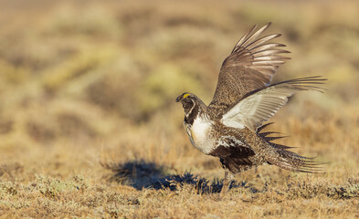 Color stock image of Greater sage grouse flying