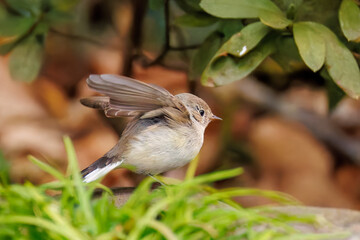羽ばたき飛び出す、尻尾が可愛いニシオジロビタキ（ヒタキ科）
英名学名：Red-breasted flycatcher (Ficedula parva)
東京都大田区、多摩川台公園 2025年
