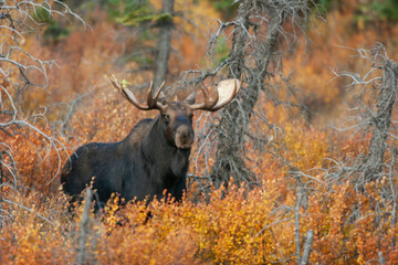 Color stock image of Shiras bull moose