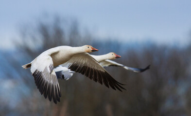 USA, Washington State. Skagit Valley. Snow geese pair