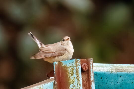 羽ばたき飛び出す、尻尾が可愛いニシオジロビタキ（ヒタキ科）
英名学名：Red-breasted flycatcher (Ficedula parva)
東京都大田区、多摩川台公園 2025年
