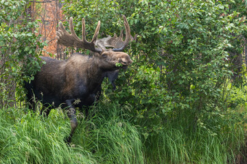 Color stock image of Bull moose, velvet antlers