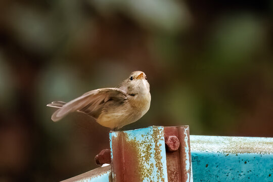 羽ばたき飛び出す、尻尾が可愛いニシオジロビタキ（ヒタキ科）
英名学名：Red-breasted flycatcher (Ficedula parva)
東京都大田区、多摩川台公園 2025年
