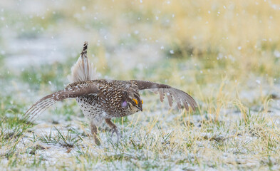 Color stock image of Sharp-tailed grouse, courtship display