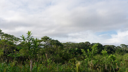 Vegetación Amazonía selva Ecuador